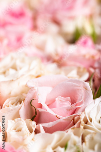 White and pink roses closeup