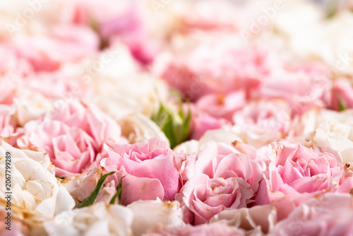 White and pink roses closeup