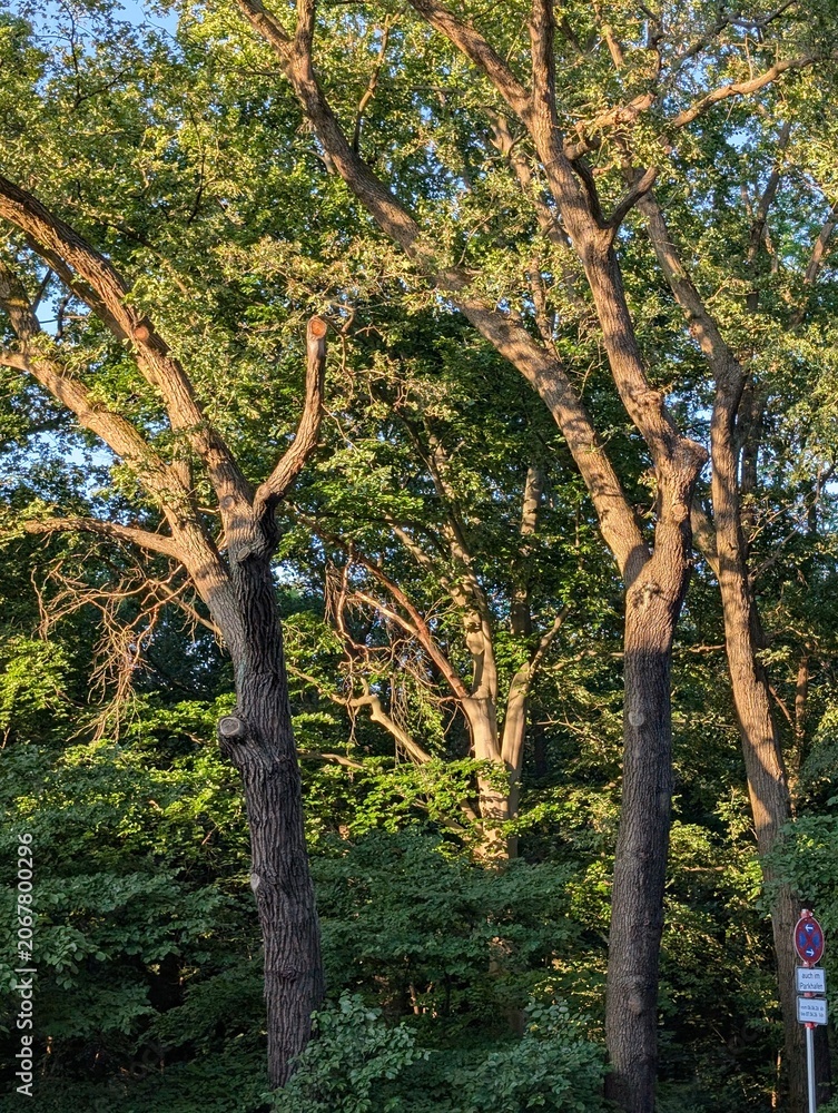 Fototapeta premium Baumkronen im warmen Sonnenlicht im Berliner Plänterwald mit sommerlicher Waldatmosphäre