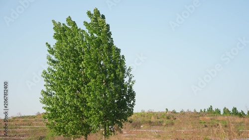Foto A tall poplar tree with lush green leaves stands alone in an open field under a