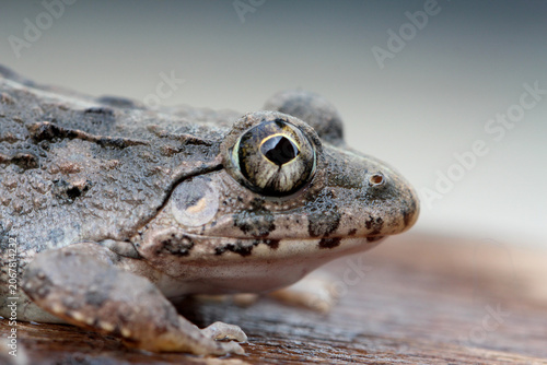 Billede på lærred Extreme macro close up of an East Asian bullfrog head and golden eye with copy space