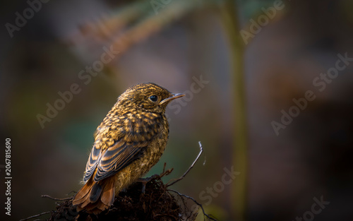 Φωτογραφία redstart fledgling