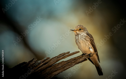 Tableau sur toile spotted flycatcher on a branch