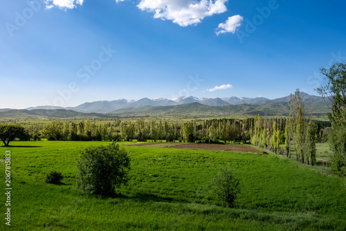 Lush green agricultural fields and a row of trees set against a majestic snow-capped mountain range under a clear blue sky in springtime. Sustainable agriculture and wilderness.