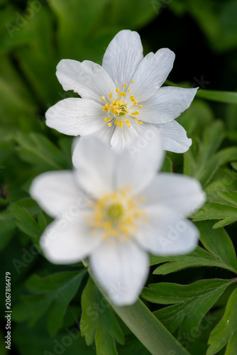 Close up of a wood anemone (anemonoides nemorosa) flower in bloom
