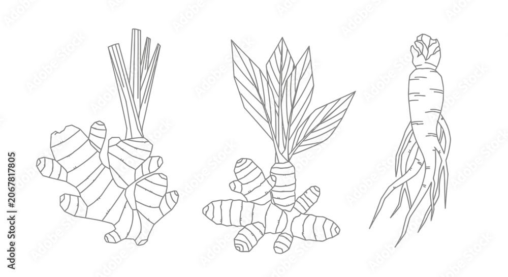 Obraz premium Black and white line art of ginger roots.