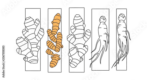 Εκτύπωση καμβά Ginger root illustrations in various shades.