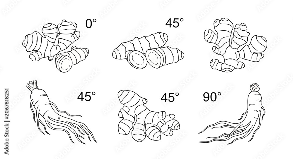 Obraz premium Black and white line drawings of ginger roots from various angles.