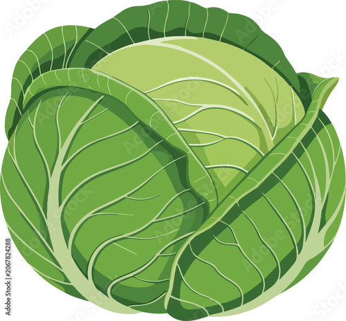 Green Cabbage on White Background