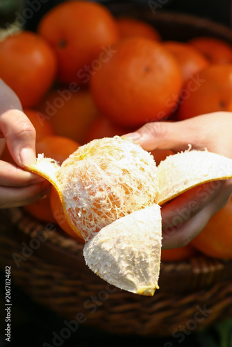 Fresh Peeled Orange Citrus Fruit in Hands - Healthy Organic Produce from Guangxi China