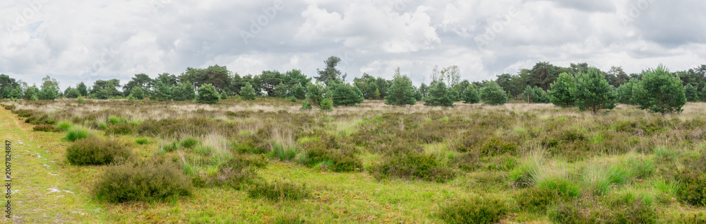 Obraz premium Panorama of green heathland landscape under cloudy sky in Belgium