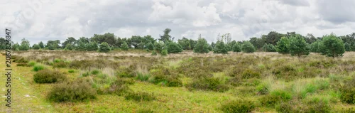 Panel kuchenny z motywem Panorama of green heathland landscape under cloudy sky in Belgium