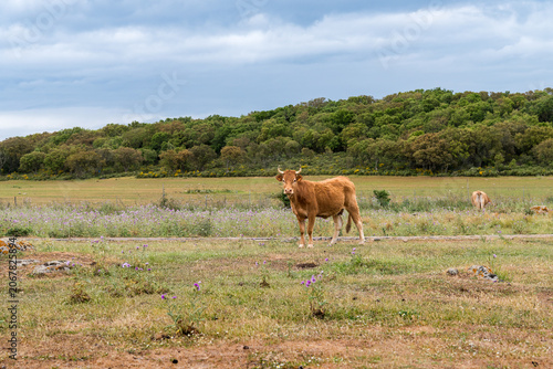 Brown cow with horns grazing in a grassy pasture at Nuraghe Appiu Archaeological Park in Villanova Monteleone, Province of Sassari, Sardinia, Italy.