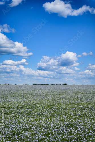 Wide blooming flax field stretching to the horizon beneath dramatic white clouds and deep blue sky. Scenic agricultural landscape with copy space.