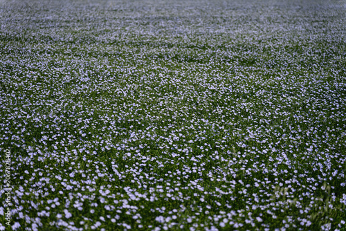 Vast blooming flax field covered with countless blue flowers creating a natural floral texture. Scenic agricultural landscape in spring or summer.