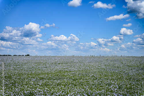 Wide blooming flax field stretching to the horizon beneath dramatic white clouds and deep blue sky. Scenic agricultural landscape with copy space.