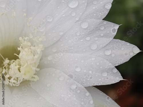 Glistening Dew Drops on White Flower Petals with Stamens