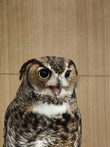 Great Horned Owl with Open Beak Looking Upward