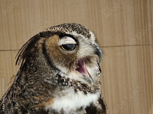 Great Horned Owl Calling with Open Beak Side View