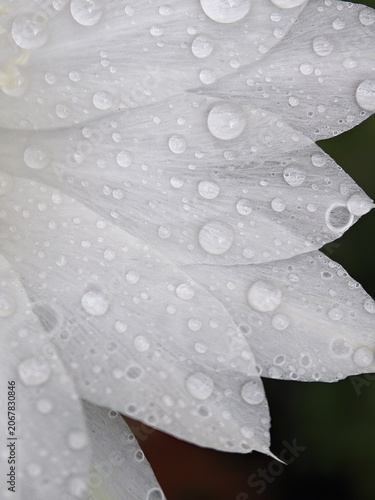 Macro Raindrops on White Flower Petals Closeup Texture