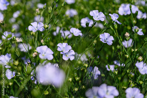 Delicate blue flax flowers blooming in agricultural field. Close up view with shallow depth of field and soft floral background.