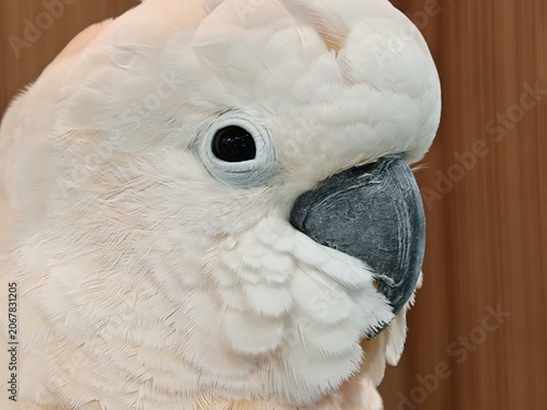 White Cockatoo Portrait with Dark Eye and Grey Beak Closeup