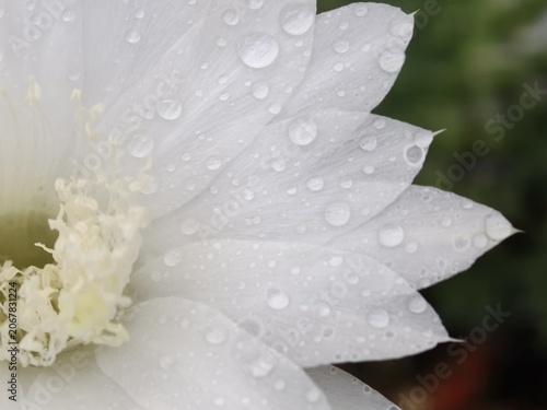 White Flower Petals with Dewdrops and Golden Stamens Macro