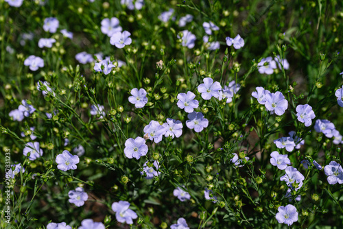 Delicate blue flax flowers blooming in agricultural field. Close up view with shallow depth of field and soft floral background.
