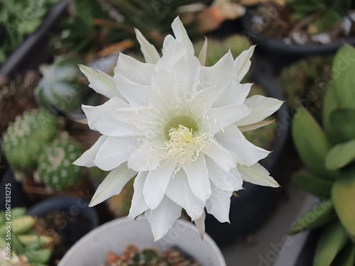 Large White Epiphyllum Cactus Flower Blooming Among Succulent Plants