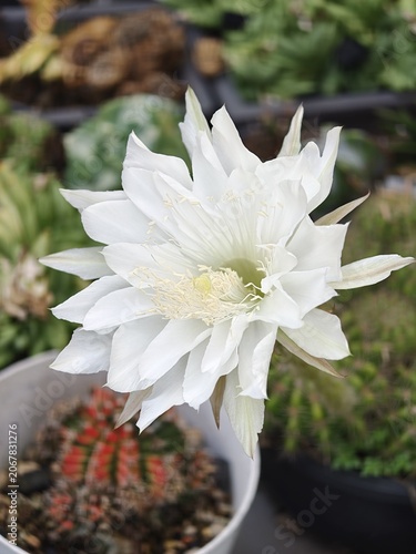 White Night-Blooming Cactus Flower in Full Bloom Garden Closeup