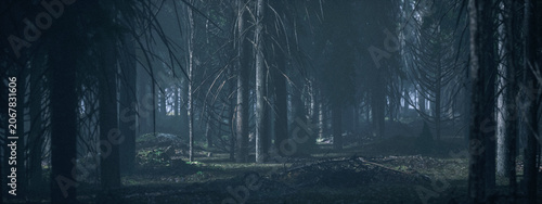 Schilderij op canvas Dark misty eerie forest with fir trees. 3D rendered image.