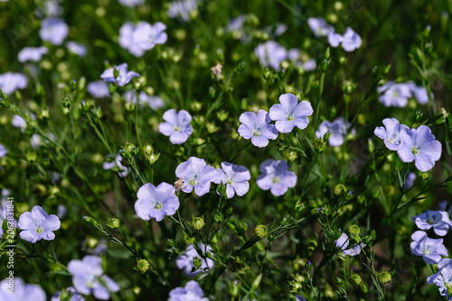 Delicate blue flax flowers blooming in agricultural field. Close up view with shallow depth of field and soft floral background.