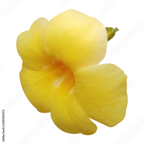 Yellow Tropical Flower On Black Background — Bright Bloom And Delicate Petals