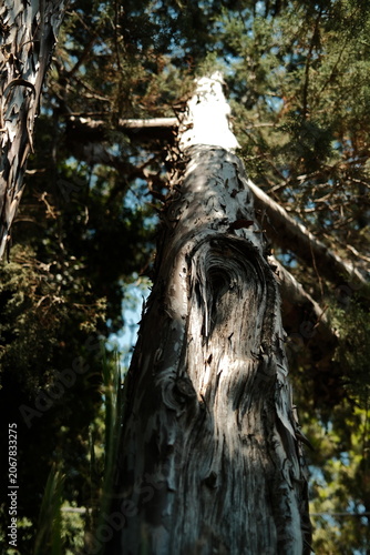 Low Angle Perspective of a Weathered Tree Trunk with Detailed Bark Rough Texture