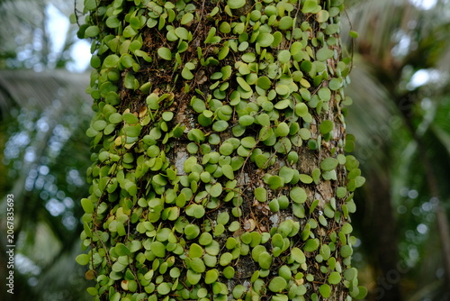 Pyrrosia piloselloides is one of several types of epiphytic ferns known as dragon scales, duduitan, or penny leaves. Sisik naga, daun picisan. creeping up the trunk of a coconut tree