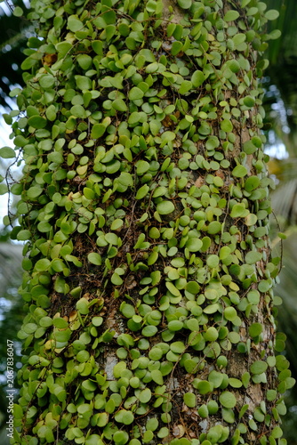 Pyrrosia piloselloides is one of several types of epiphytic ferns known as dragon scales, duduitan, or penny leaves. Sisik naga, daun picisan. creeping up the trunk of a coconut tree