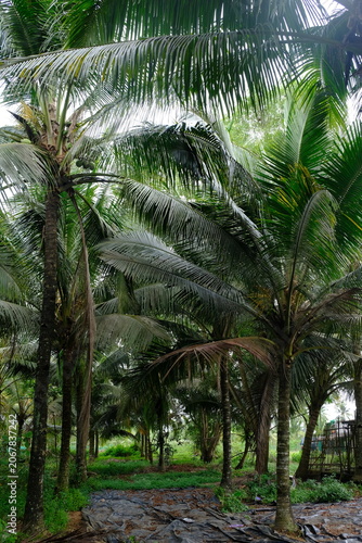 The coconut (Cocos nucifera) is a member of the palm family (Arecaceae) and the only living species of the genus Cocos. Native to the Central Indo-Pacific, the coconut is widespread in coastal tropic.