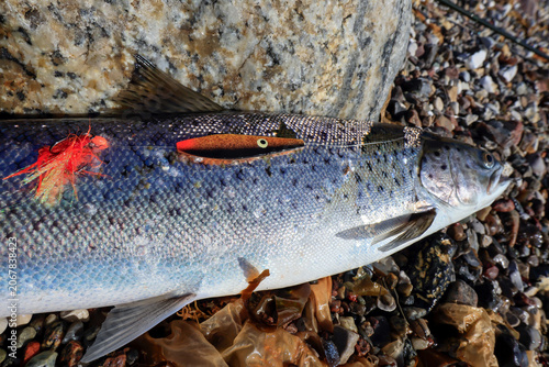 Close-up of a caught sea trout with a copper inline spoon and fly trailer on a Baltic Sea beach