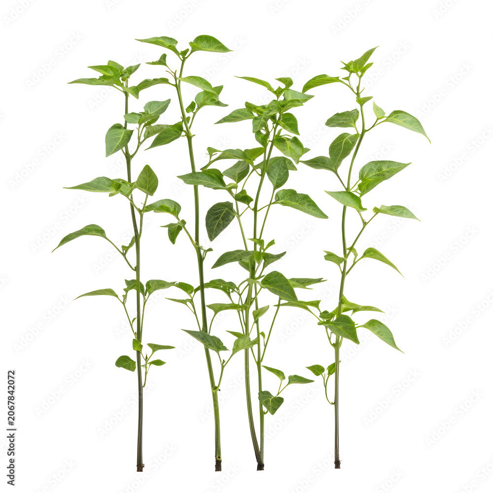Obraz premium A close-up of chili peppers growing on vines, ready to be harvested. full length isolate on transparent background