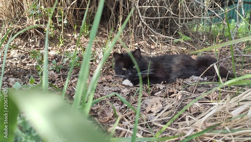 Tableau sur toile Dormant Feline Hunter lying low among dry stems and fresh foliage