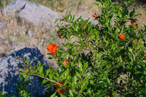 Orange pomegranate flowers blooming on green shrub in rocky garden landscape under summer sunlight