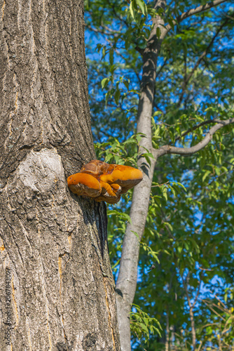 Orange bracket fungus growing on tree trunk with forest background under bright summer sunlight