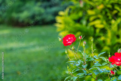 Single red rose blossom with green garden background and copy space in a landscaped park