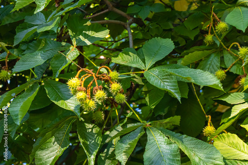 Green horse chestnut leaves and spiky conkers growing on tree branches in bright summer sunlight