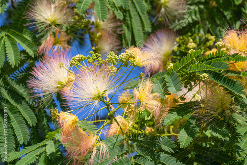 Silk tree flowers and fern-like leaves glowing in sunlight against a blue summer sky