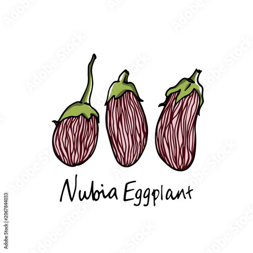 Vászonkép Vector card with hand drawn ripe Nubia eggplants