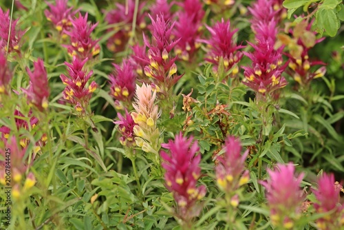 Weißling des Acker-Wachtelweizens (Melampyrum arvense)