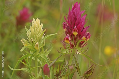 Weißling des Acker-Wachtelweizens (Melampyrum arvense)