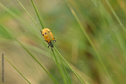 Sechspunkt-Ameisenblattkäfer (Lachnaia sexpunctata)