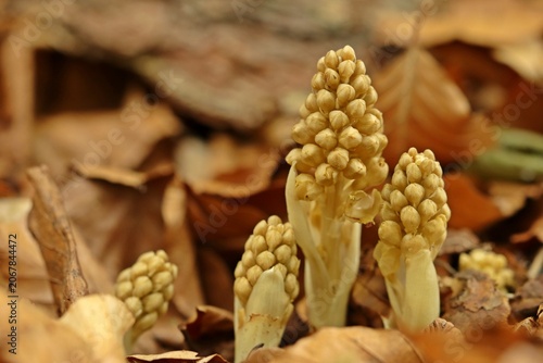 Vogel-Nestwurz (Neottia nidus-avis)